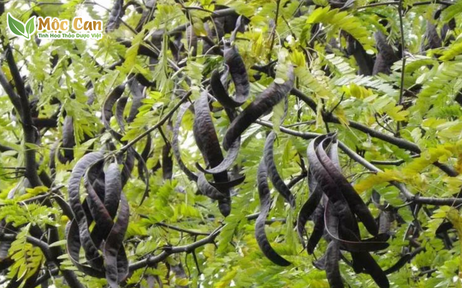 4 LOẠI THẢO DƯỢC TỐT CHO NGƯỜI TÓC BẠC SỚM 2